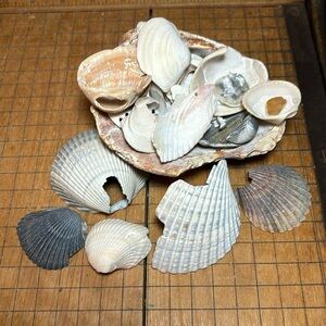 Large Heavy Clam Shell w Rustic Variety Beach Bath Mix Crafts Seashell 19.9oz